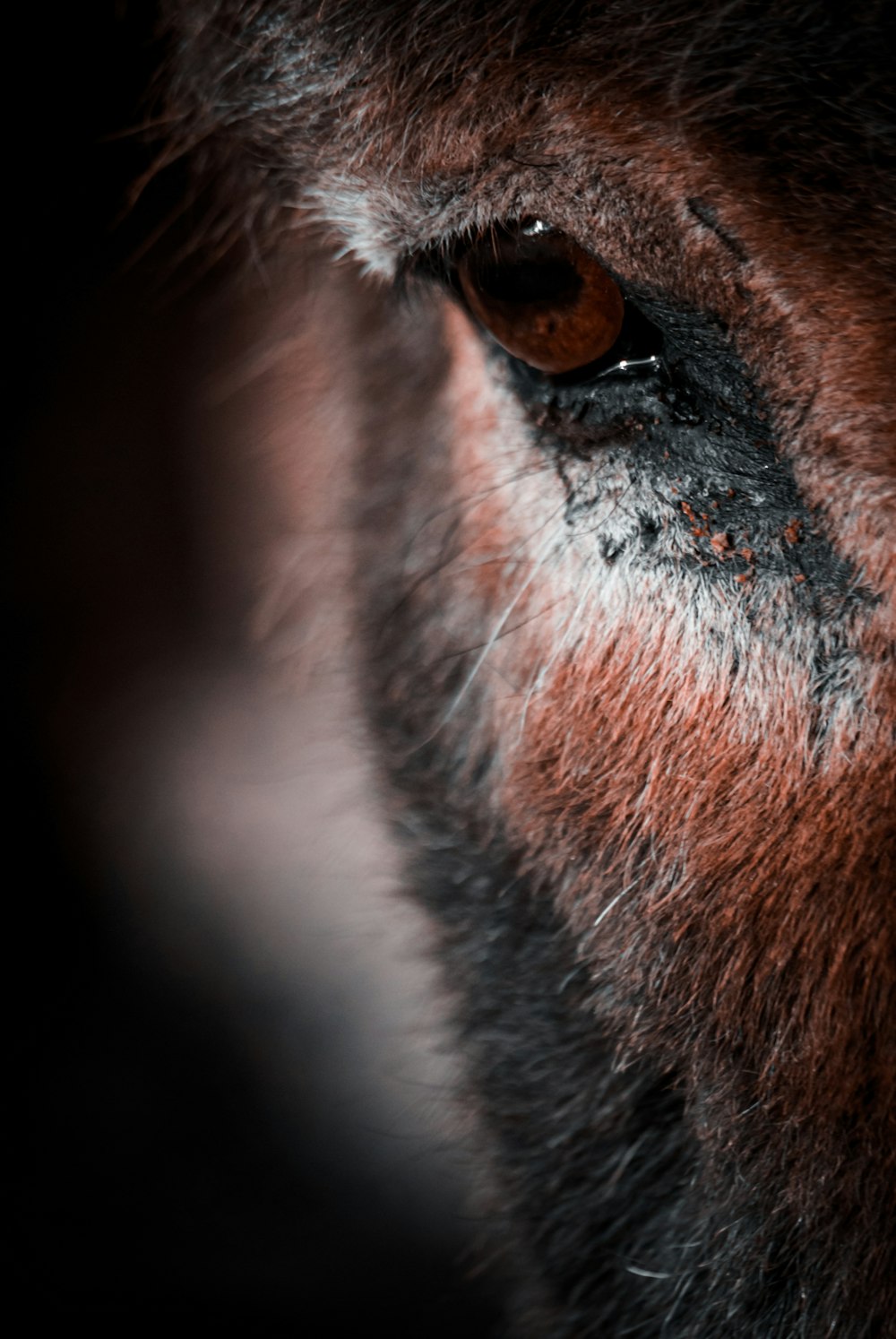 Un primer plano del ojo de un caballo