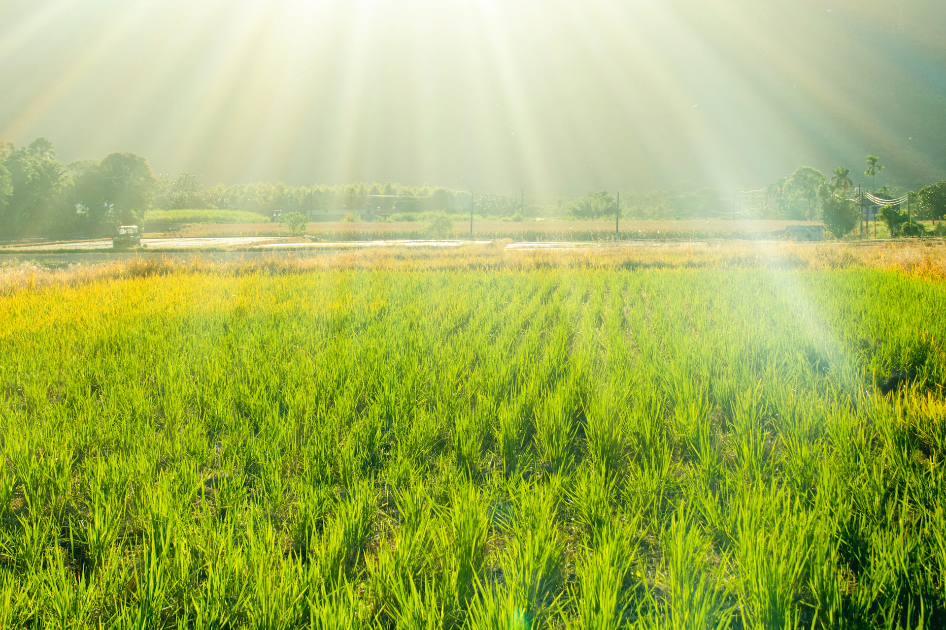 a field of grass with trees in the background
