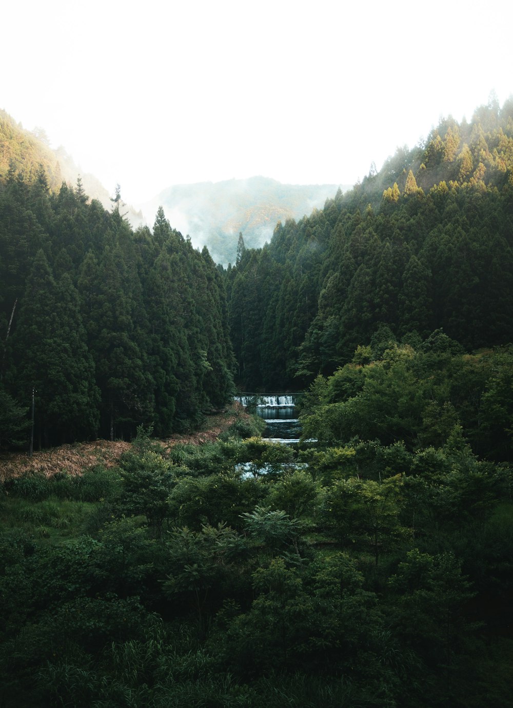 a bridge over a river surrounded by trees