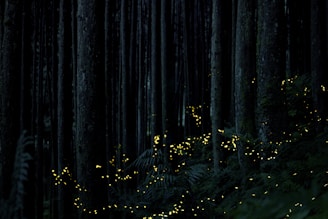 a forest with trees and lights