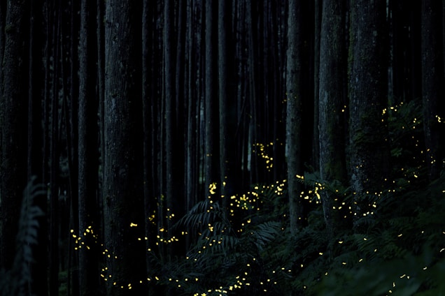a forest with trees and lights