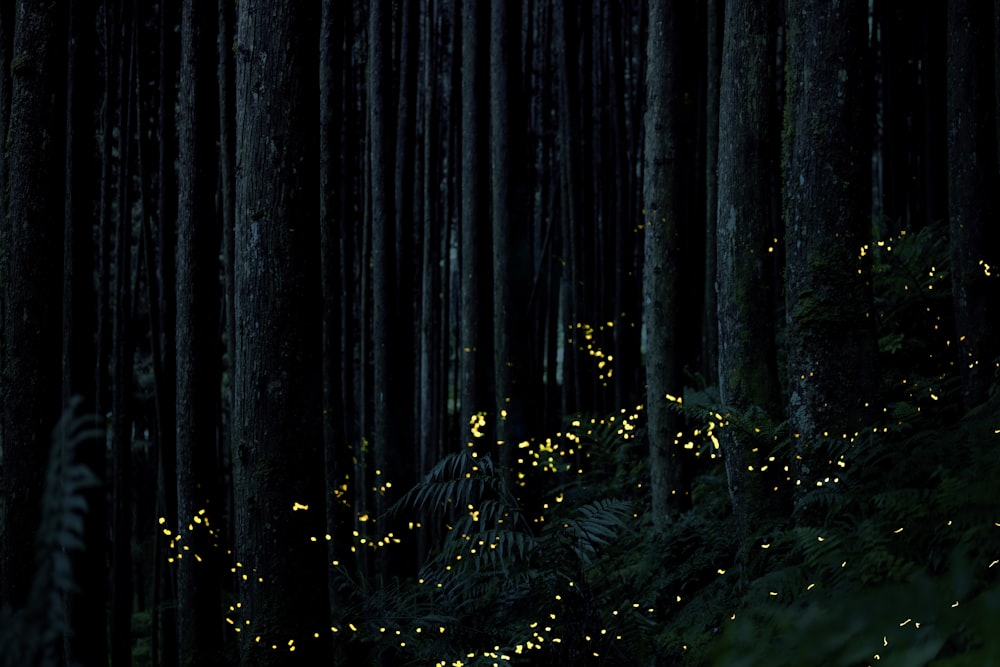 a forest with trees and lights