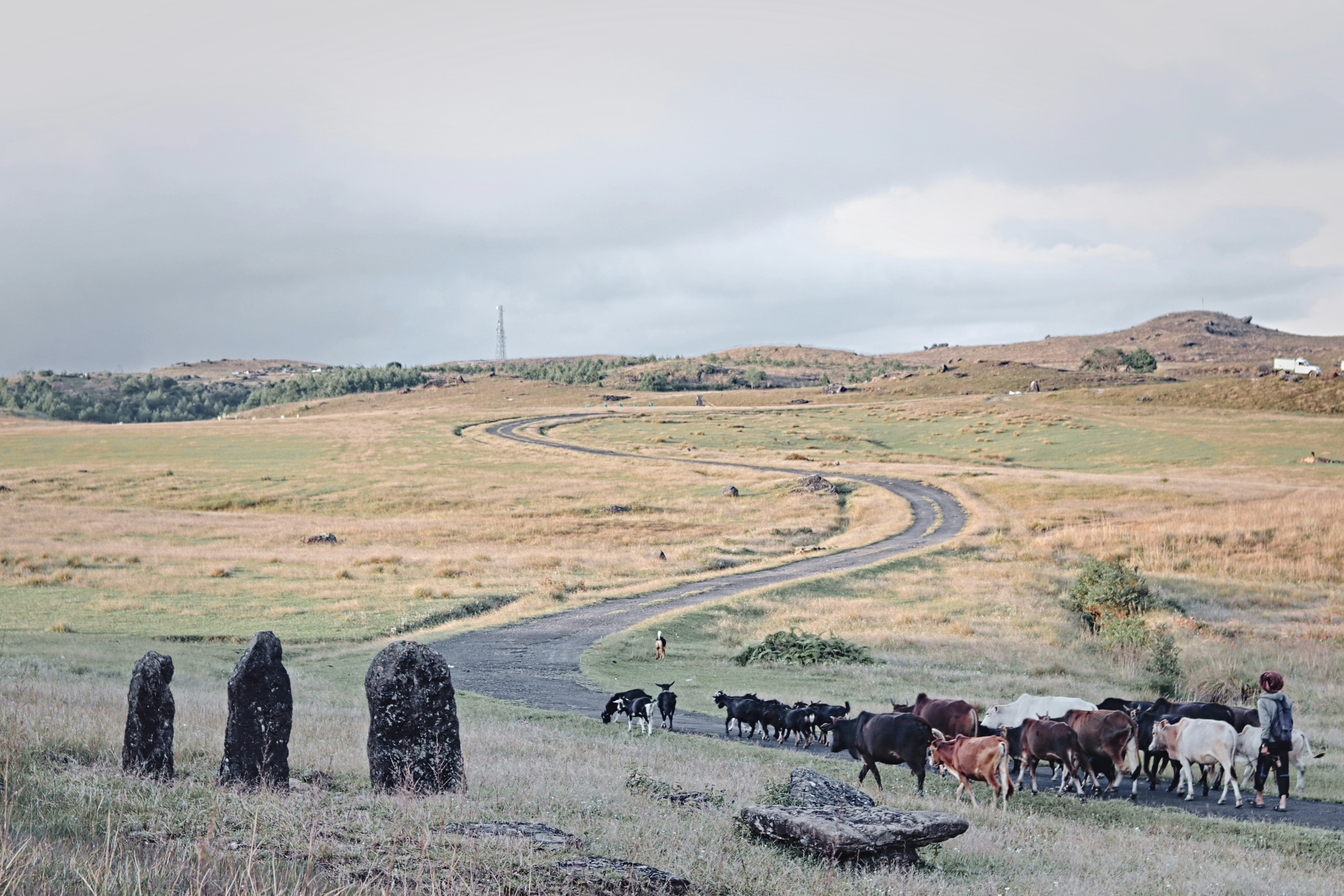 a person herding cattle on a road