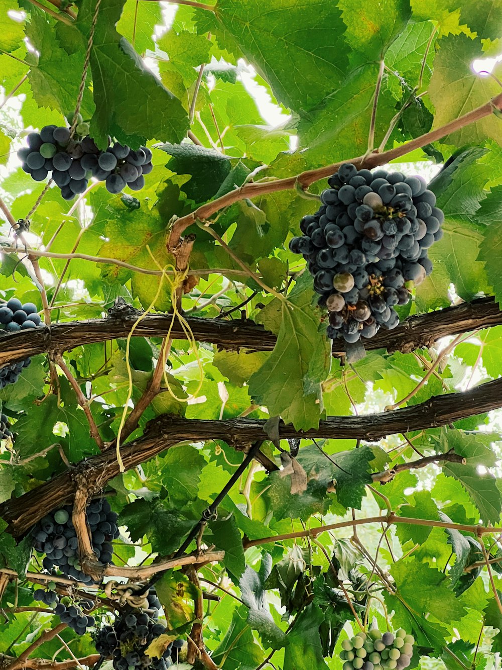 a bunch of grapes on a vine