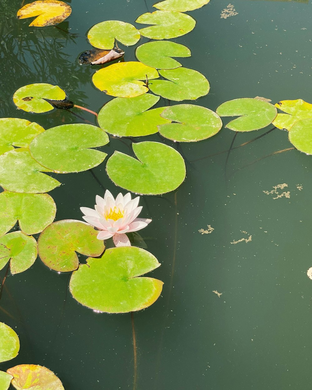 a flower floating on water