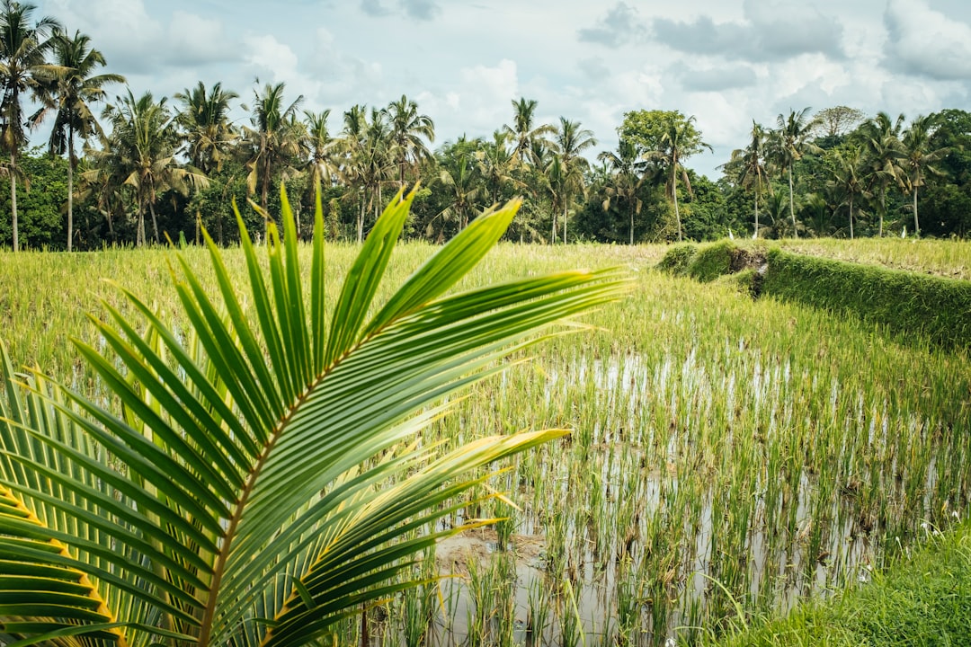 Landscape photo spot Ubud Seminyak