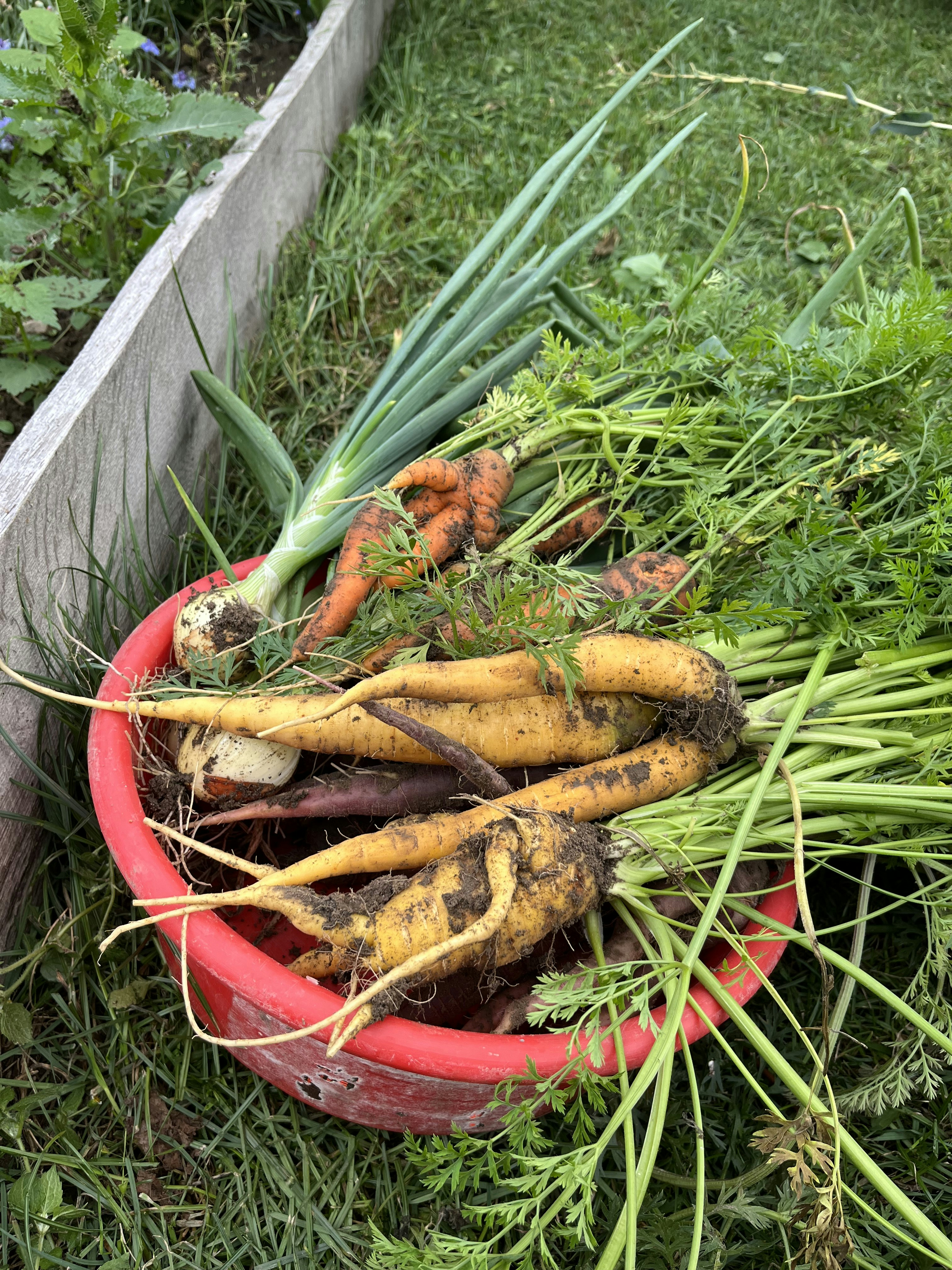 Top Reasons Your Carrots, Beets, and Radishes Aren't Growing