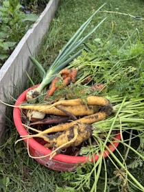 A red bucket filled with freshly harvested root vegetables, including carrots and parsnips, sits on green grass near a garden bed. The vegetables are still covered in dirt, indicating they were just pulled from the ground. Carrot tops and green onion stalks are visible, creating a vibrant display of fresh produce.
