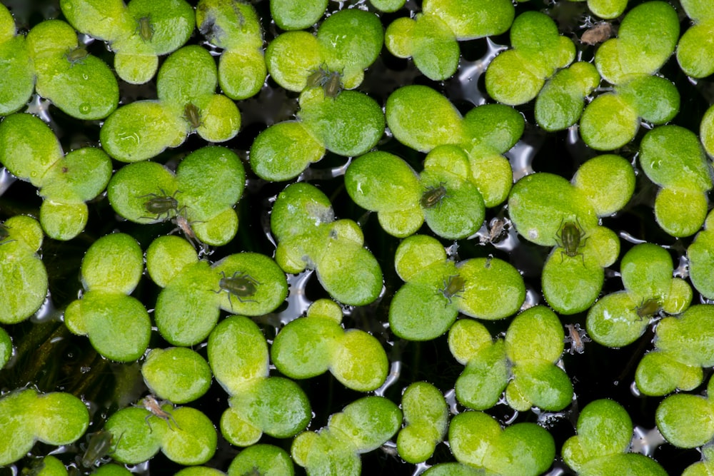 a group of green plants