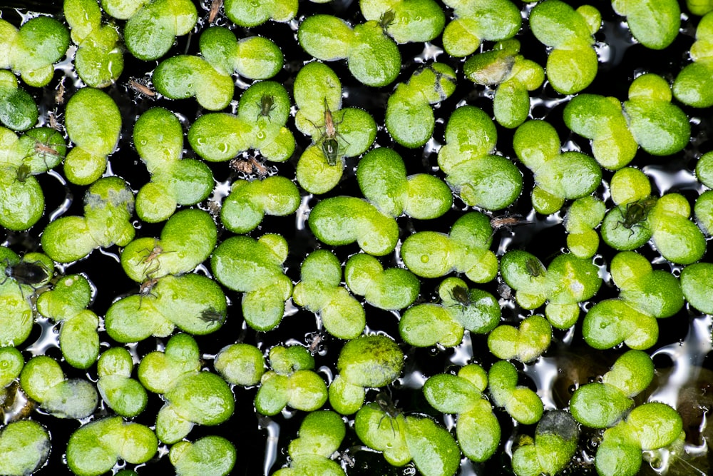 Un groupe de plantes vertes