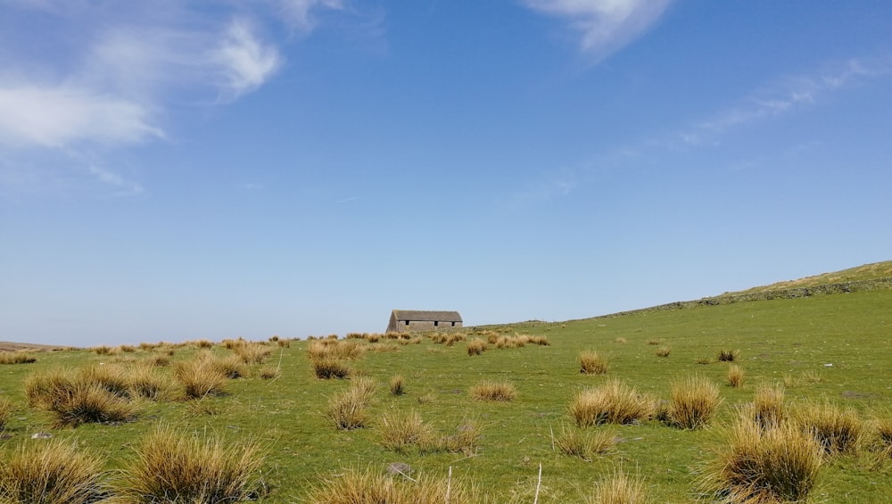 a house in a grassy field