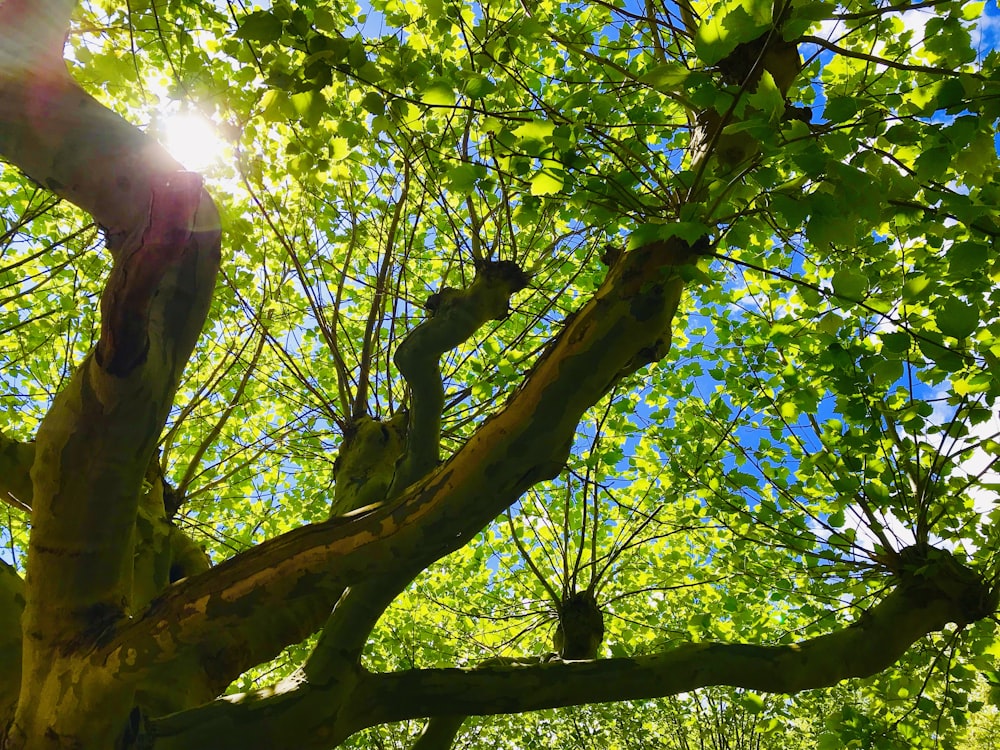 a tree with a bear in it