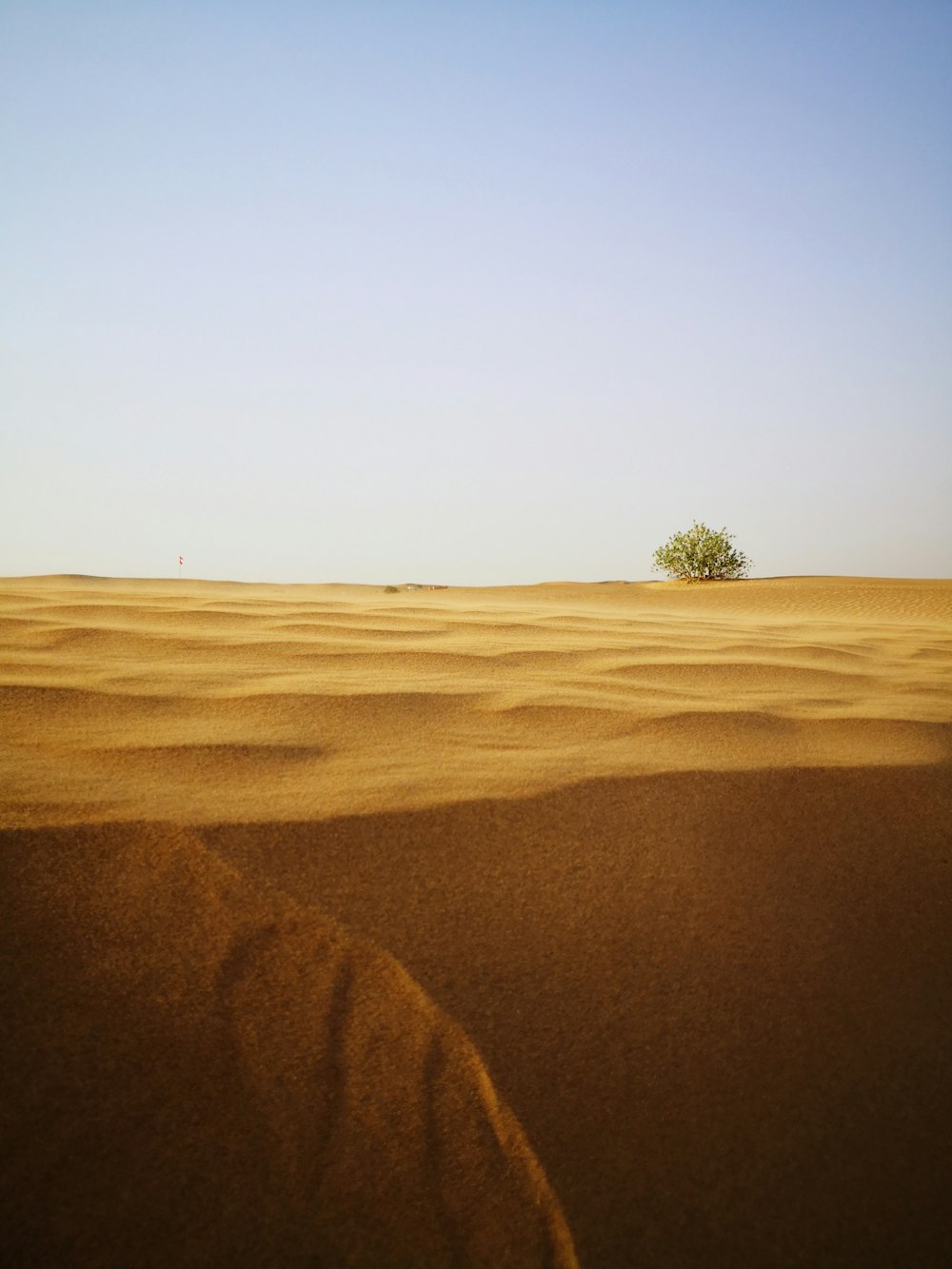 a tree in a desert