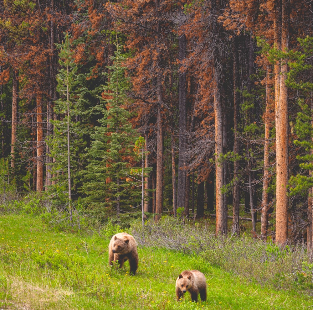 bears walking in the forest