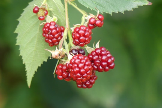 A cluster of ripe red raspberries hangs from a green leafy branch. The berries are plump and glossy, indicating freshness against a soft-focus green background.