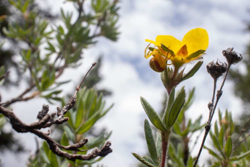 a yellow flower on a tree