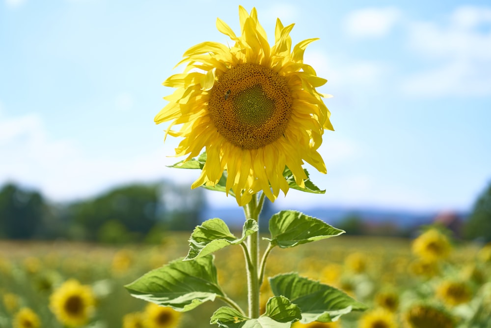 a sunflower in a field