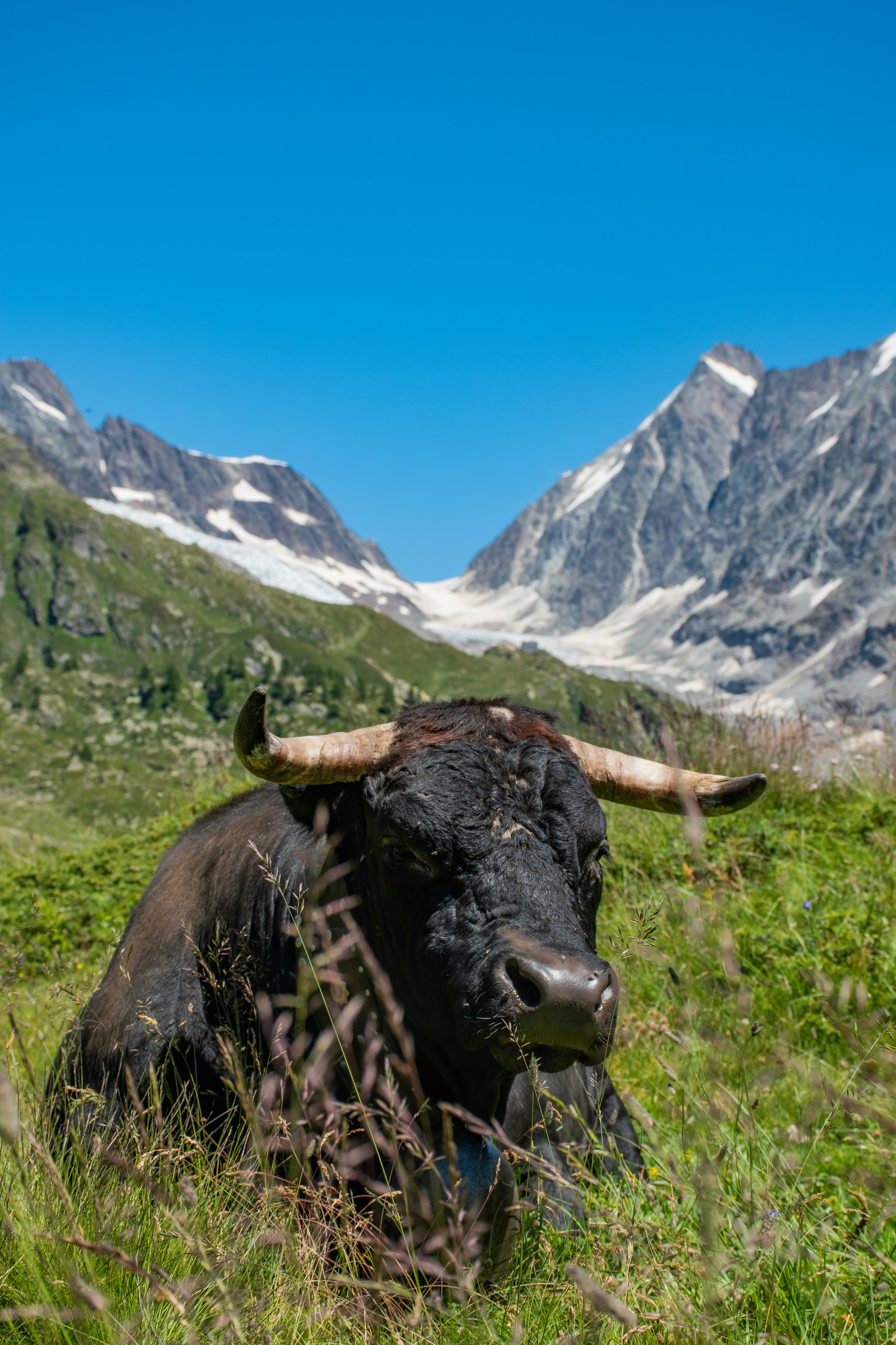 Une vache pond dans l’herbe