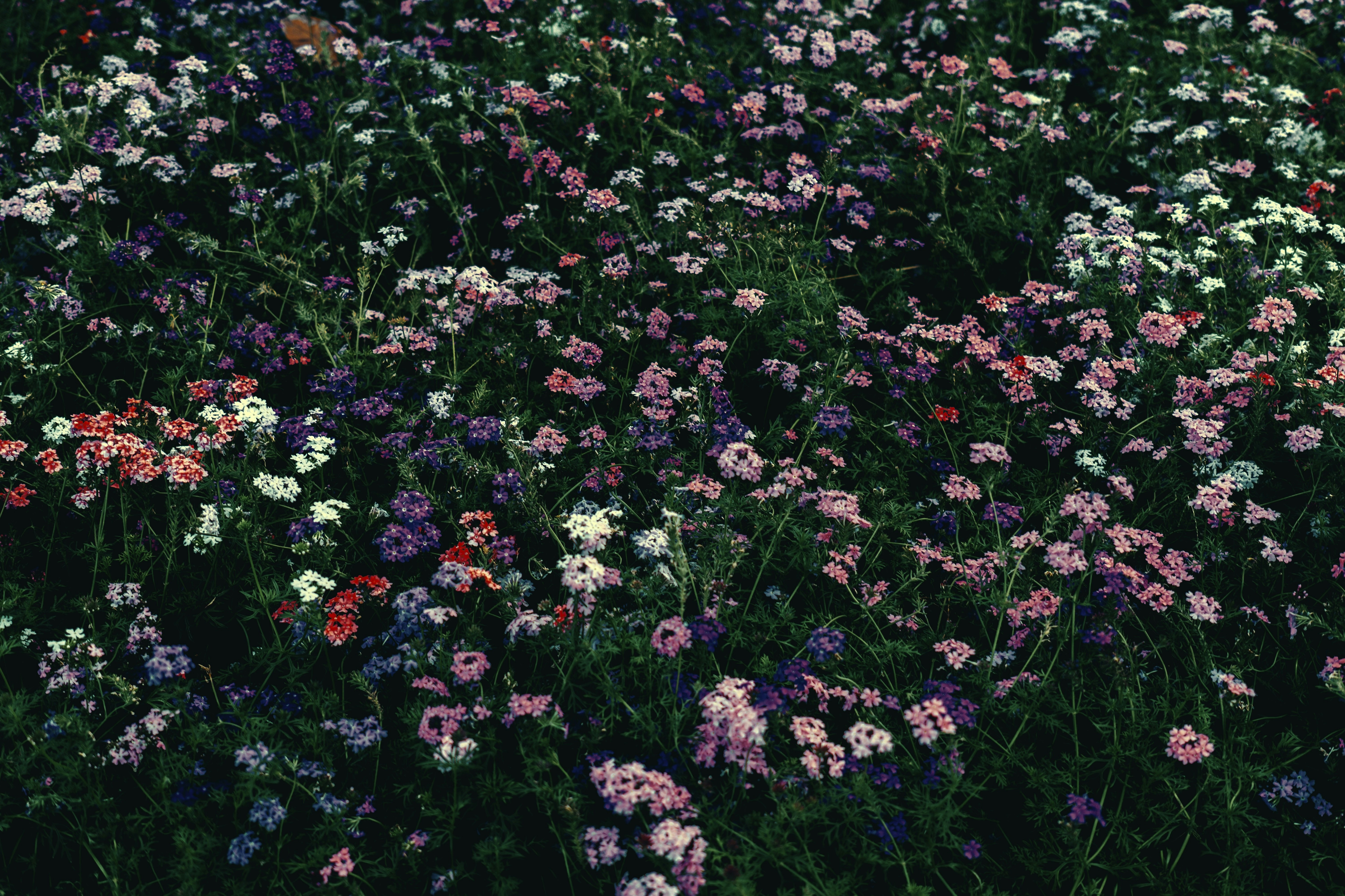 Photo by pandales