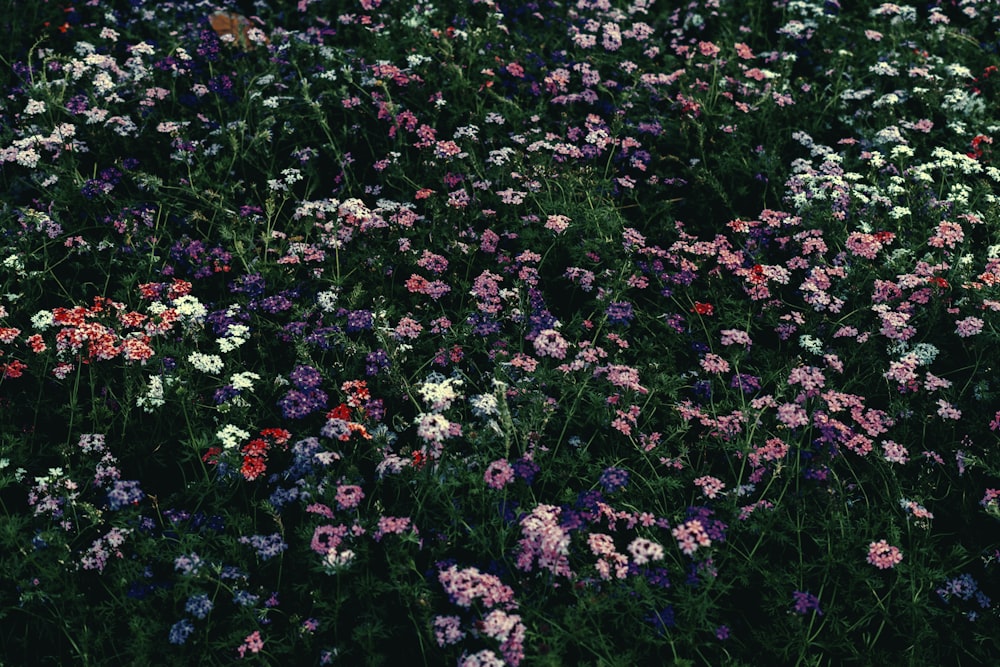 a bush with purple flowers