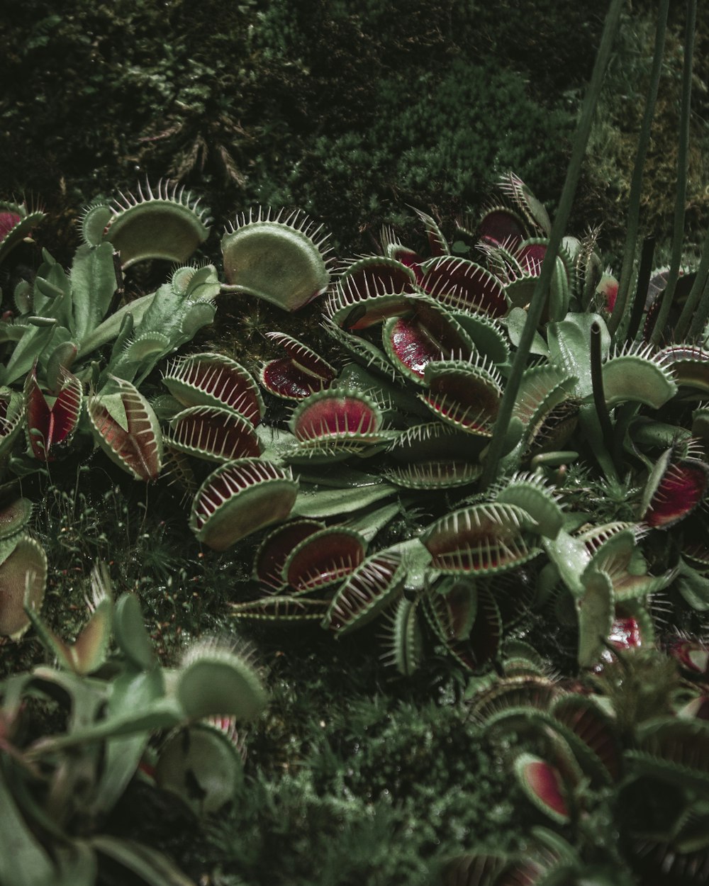 a close-up of some plants