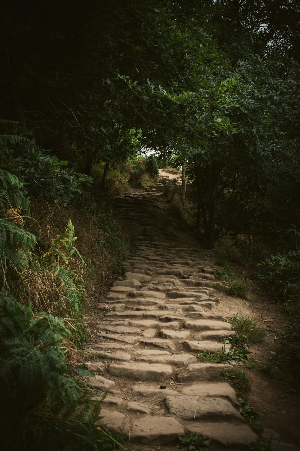 a stone path through a forest