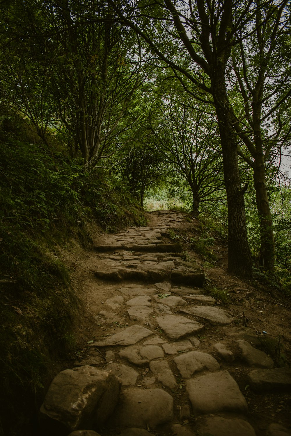 Un camino de piedra a través de un bosque