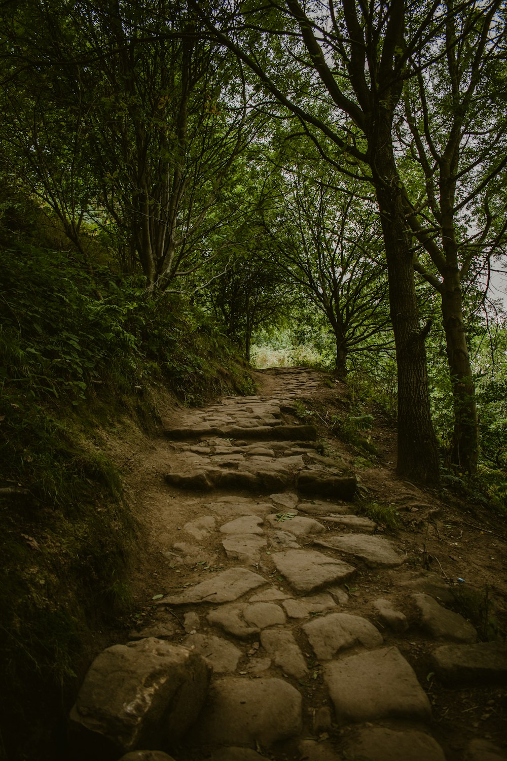 a stone path through a forest