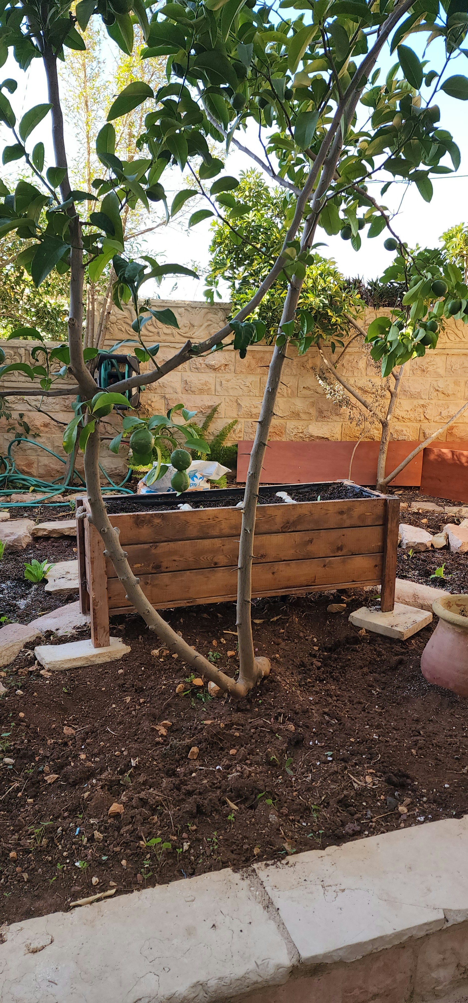 Guía de Plantas de Jardín en Maceteros de 60x25x46 30L para Espacios Reducidos