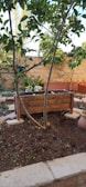 A small garden features a wooden planter filled with soil surrounded by trees and plants. There is a stone wall in the background, and a hose is coiled near a wall. The ground appears freshly tilled with visible patches of soil.