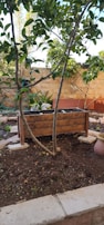 A small garden features a wooden planter filled with soil surrounded by trees and plants. There is a stone wall in the background, and a hose is coiled near a wall. The ground appears freshly tilled with visible patches of soil.