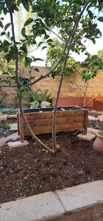 A small garden features a wooden planter filled with soil surrounded by trees and plants. There is a stone wall in the background, and a hose is coiled near a wall. The ground appears freshly tilled with visible patches of soil.