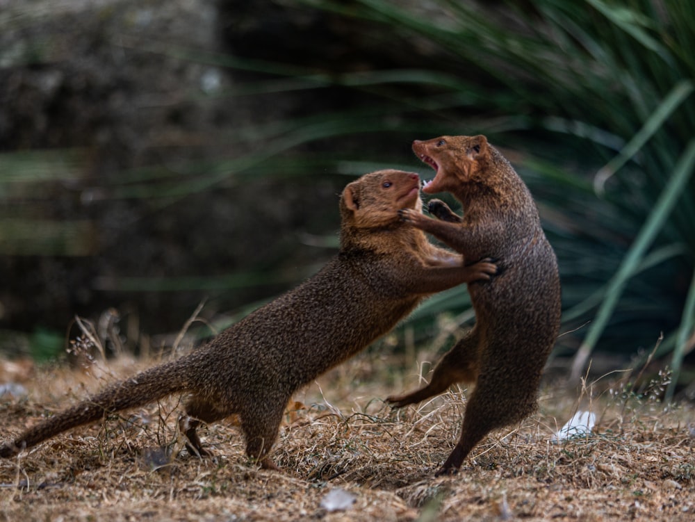 two animals standing on dirt