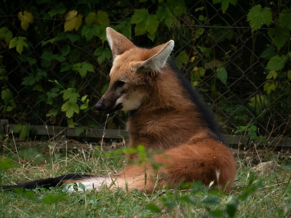 a fox lying in the grass