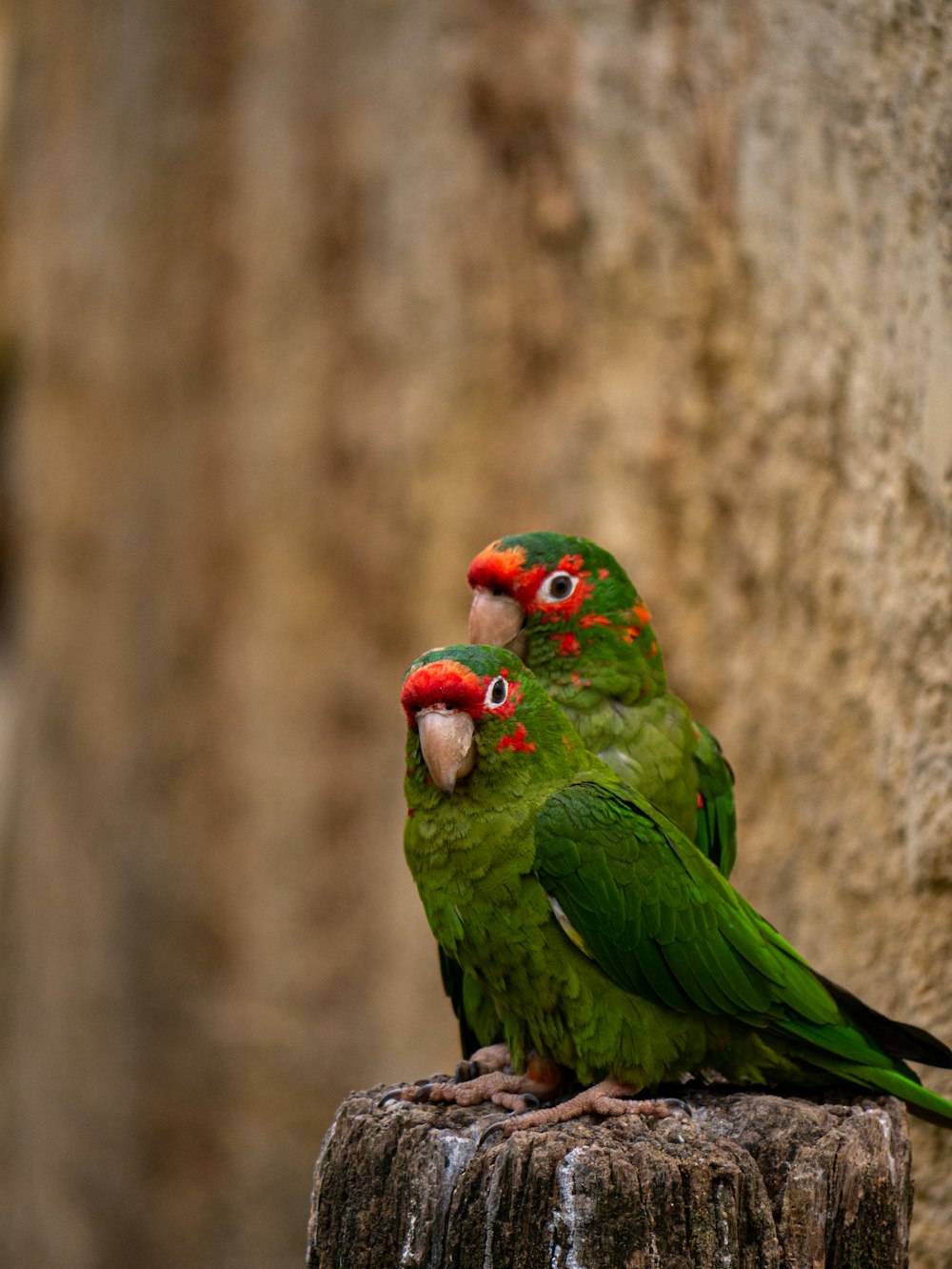 a group of green birds