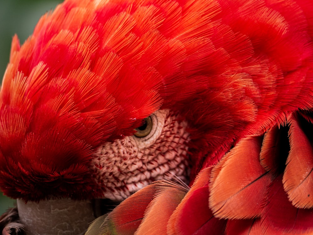 a close up of a red bird