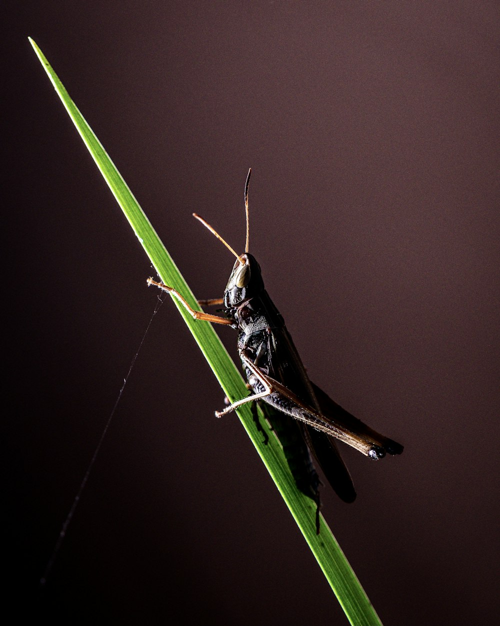 a insect on the plant