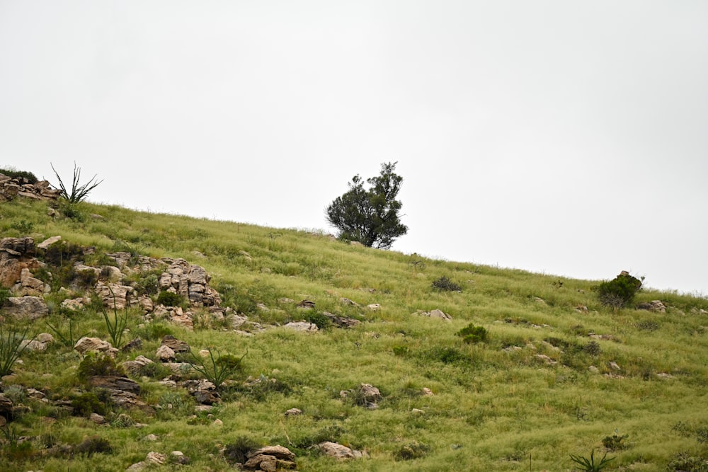 a grassy hill with rocks and trees