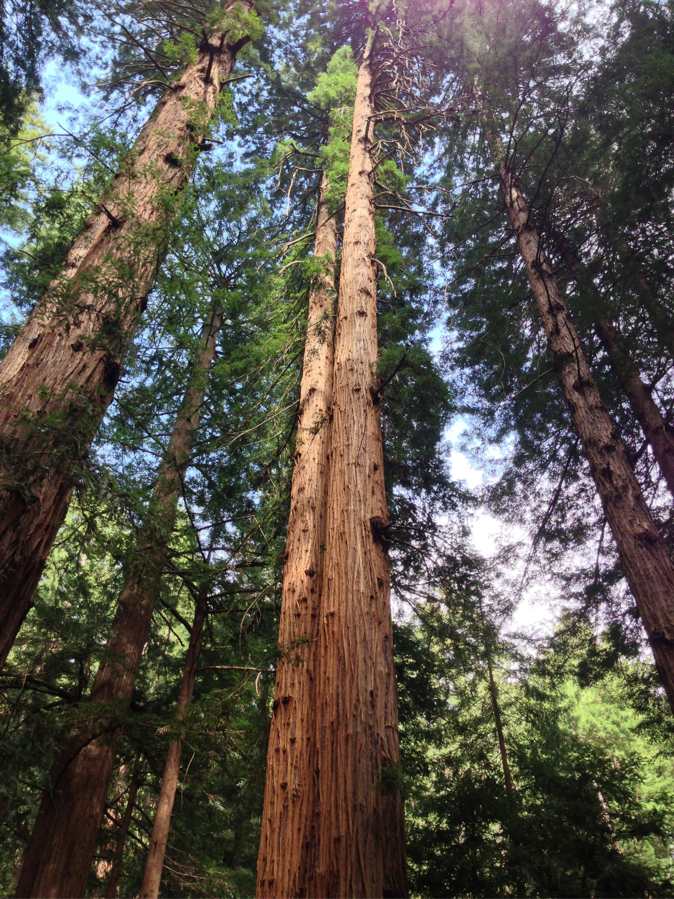 a tall tree with many branches