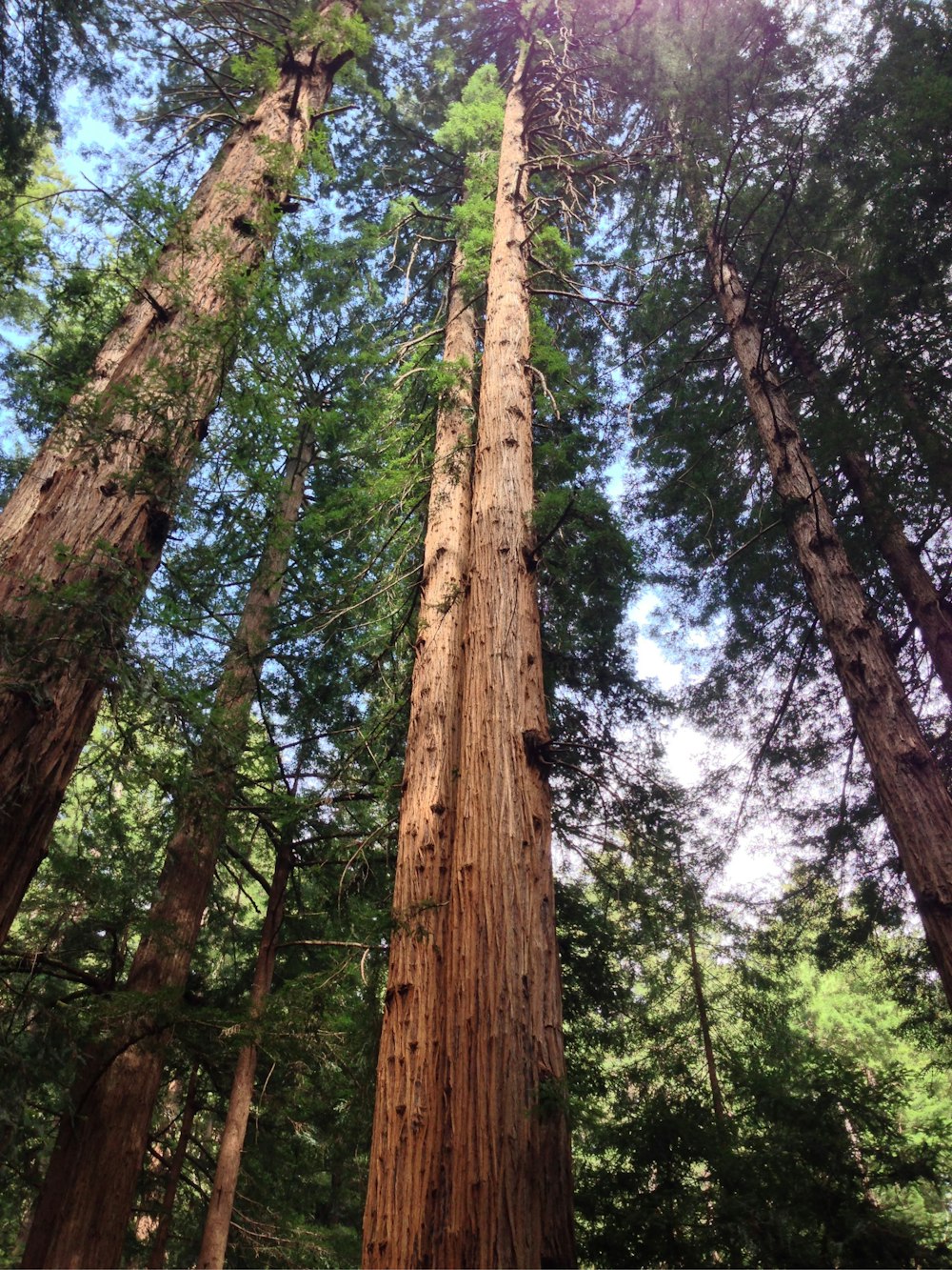 a tall tree with many branches