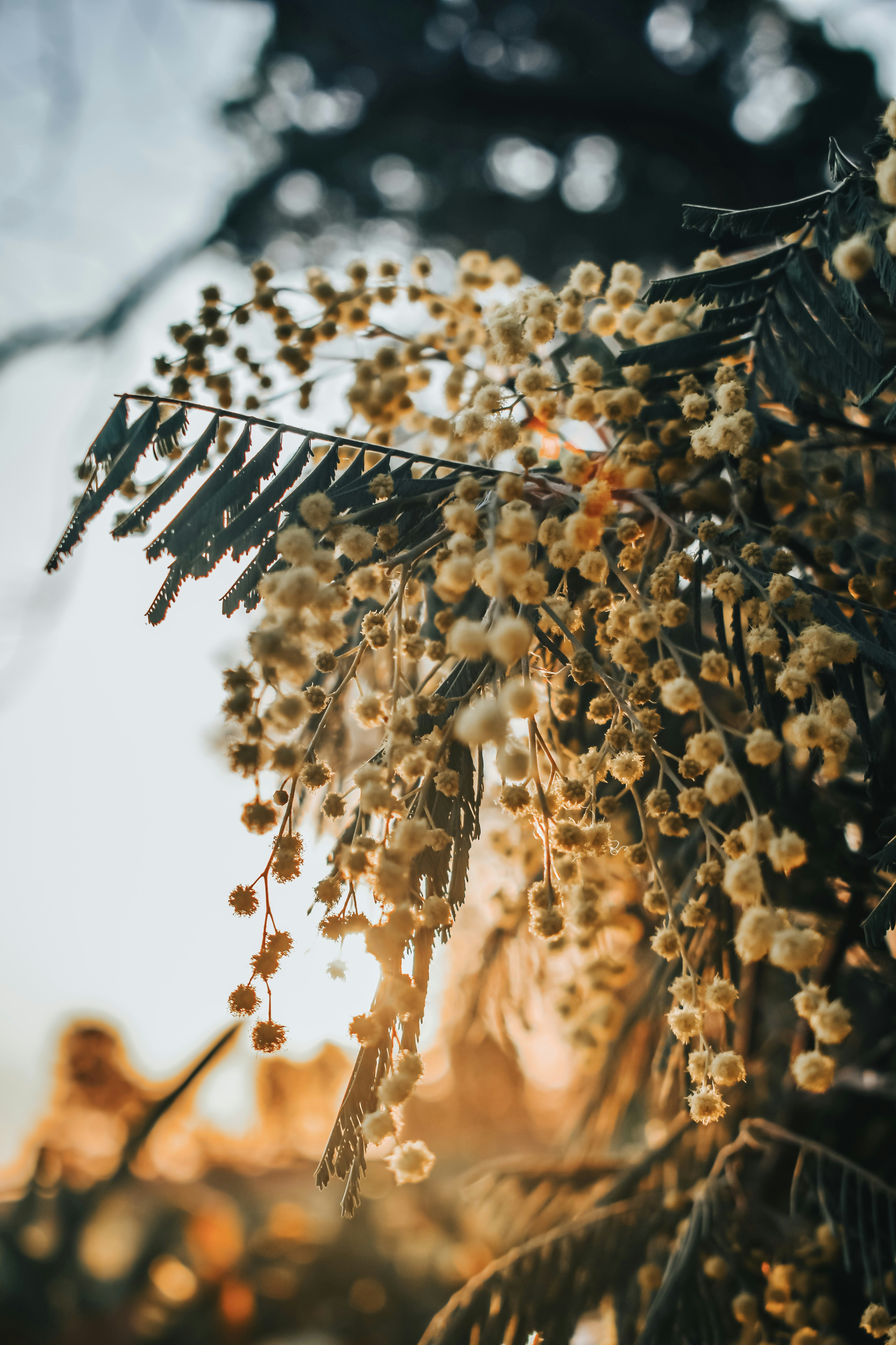 Photo by nannysjungle