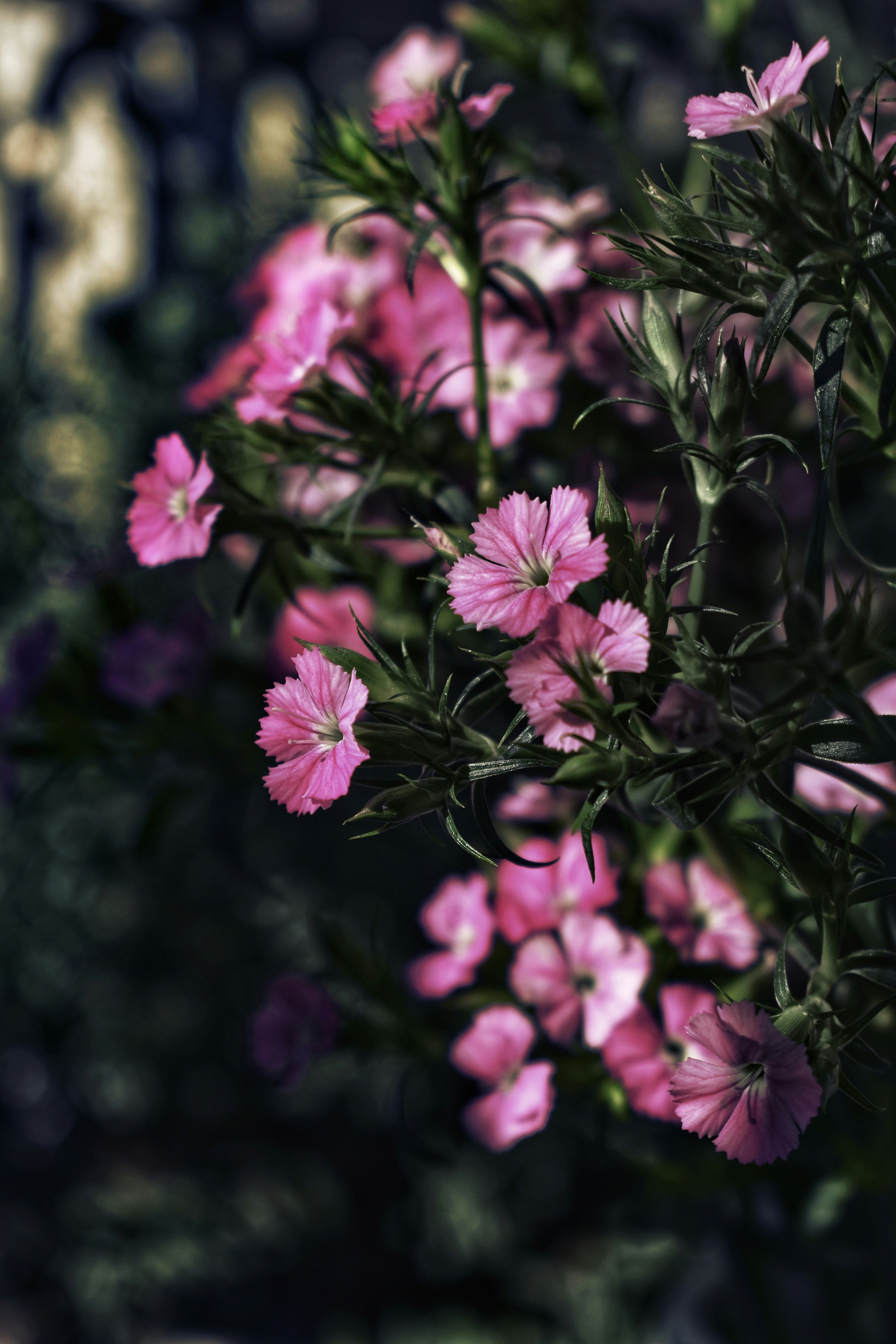 Photo by nannysjungle