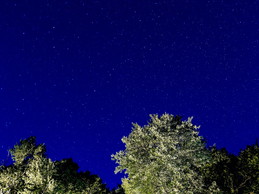 trees under a starry sky