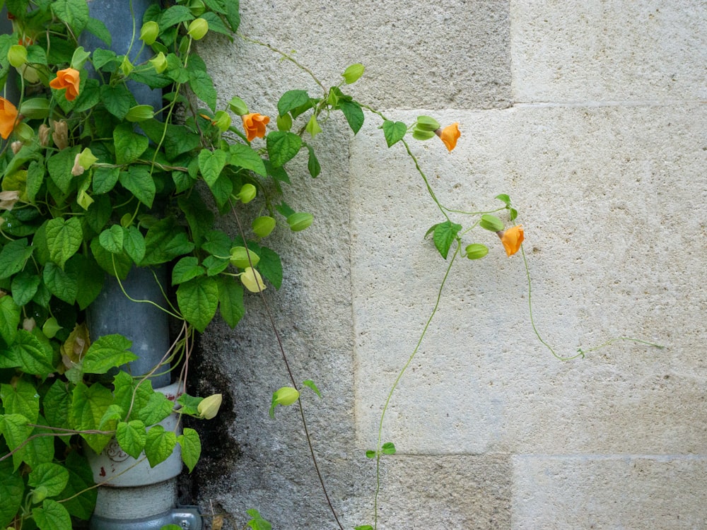 a plant next to a wall