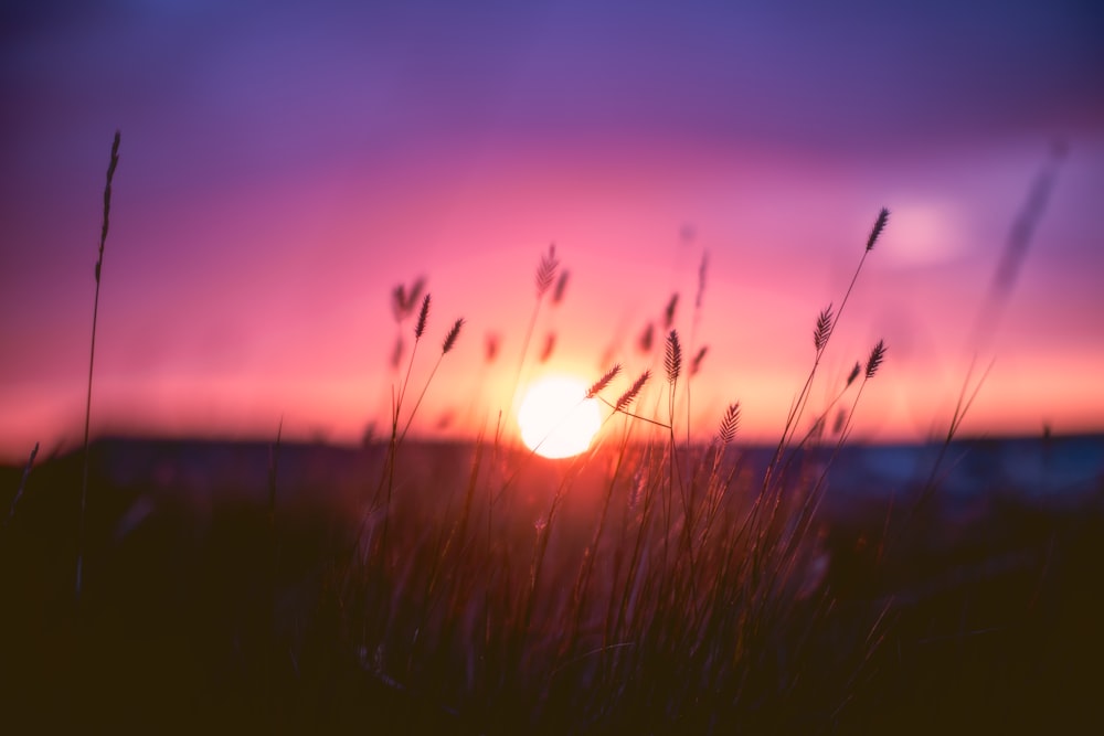 a field of grass with the sun setting in the background