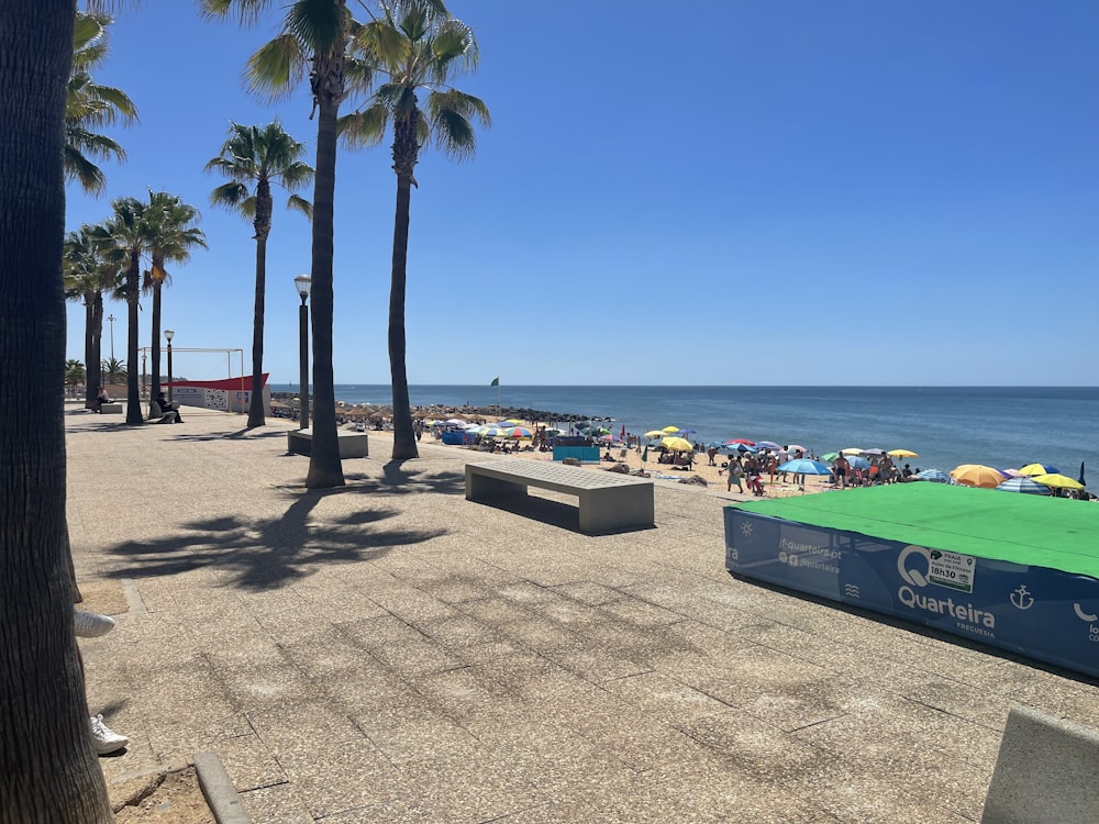 uma praia com palmeiras e um corpo de água