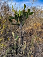 A vibrant cactus in a desert landscape under a clear blue sky.
