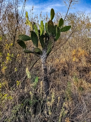 A vibrant cactus in a desert landscape under a clear blue sky.