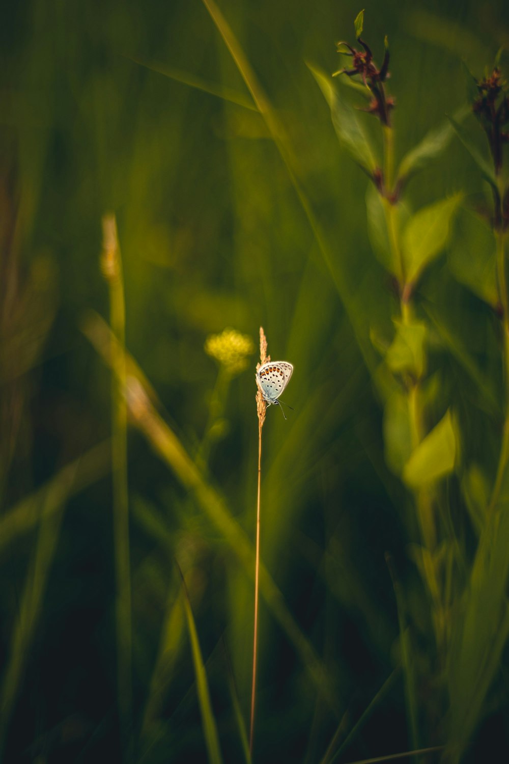 Un primer plano de una flor