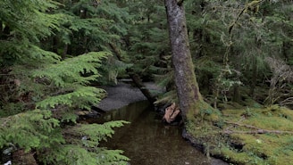 A tranquil forest scene with ambient sound equipment.